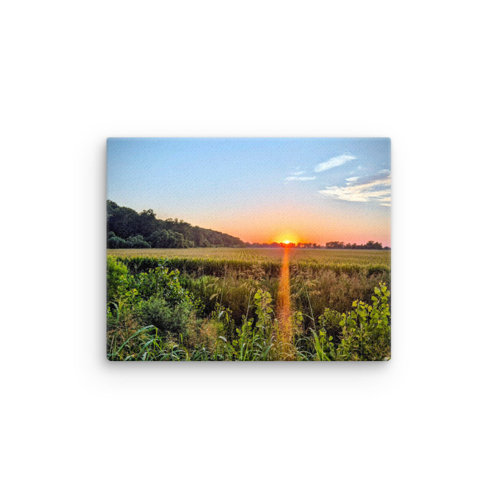 Sunset over a cornfield with trees and clear blue sky