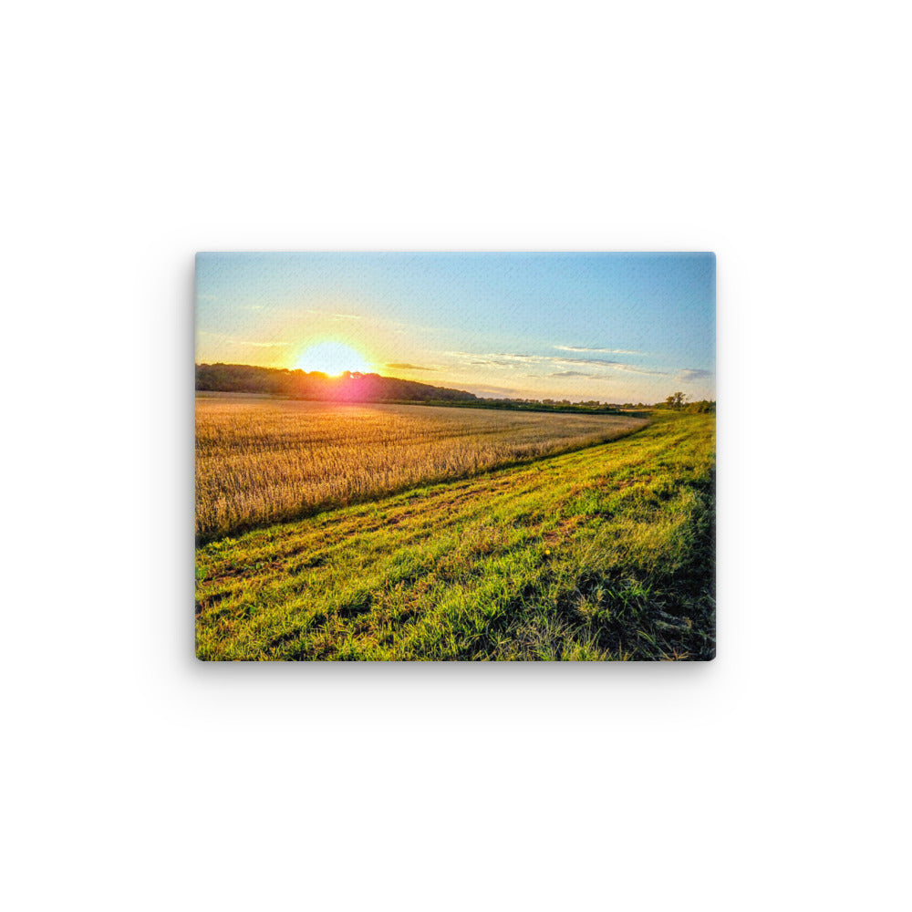 Sunset over a soybean field close to harvest