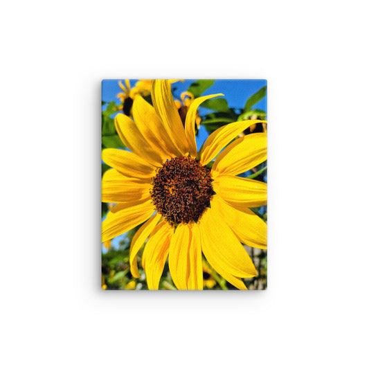 Vibrant Sunflower close up against blue sky