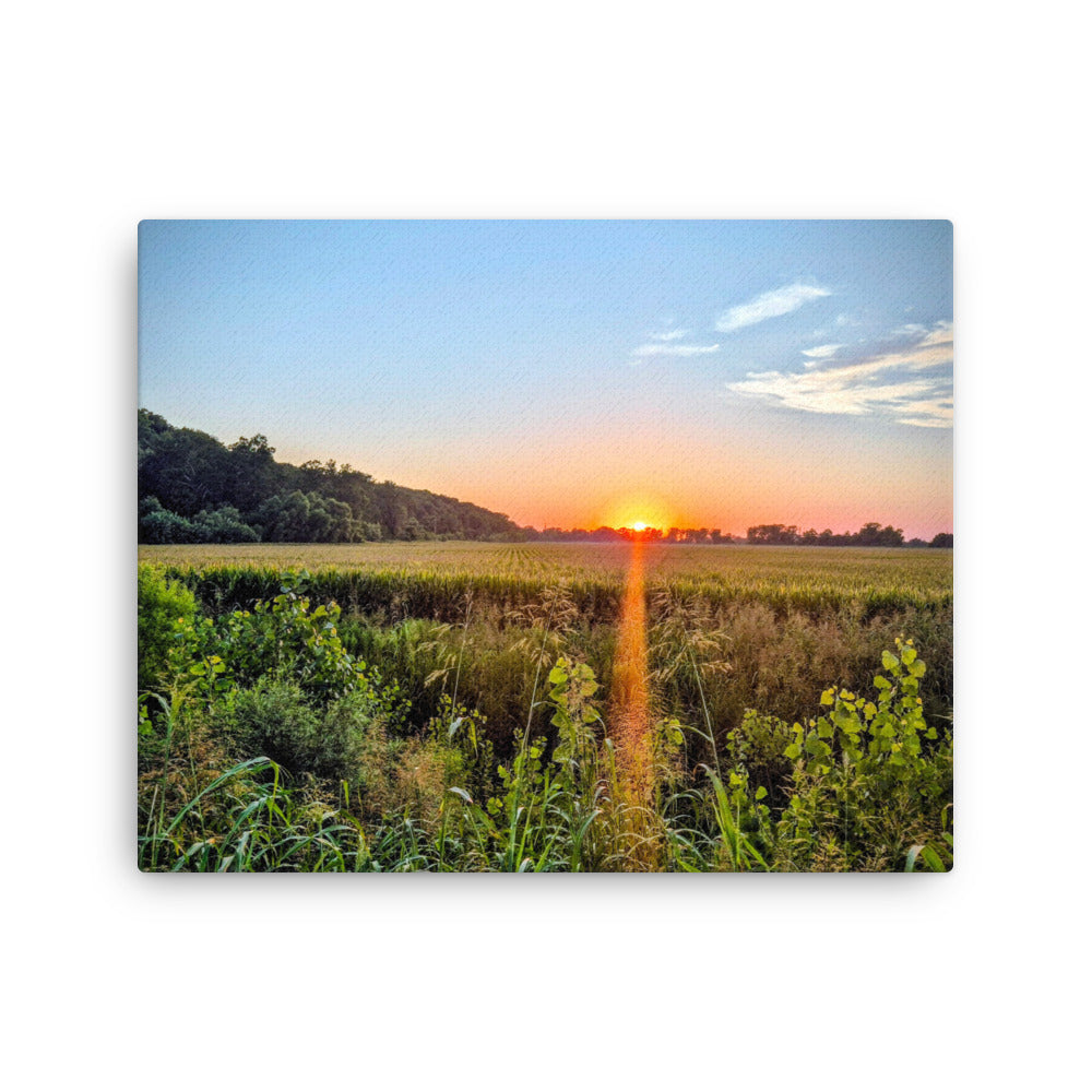 Sunset over a cornfield with trees and clear blue sky