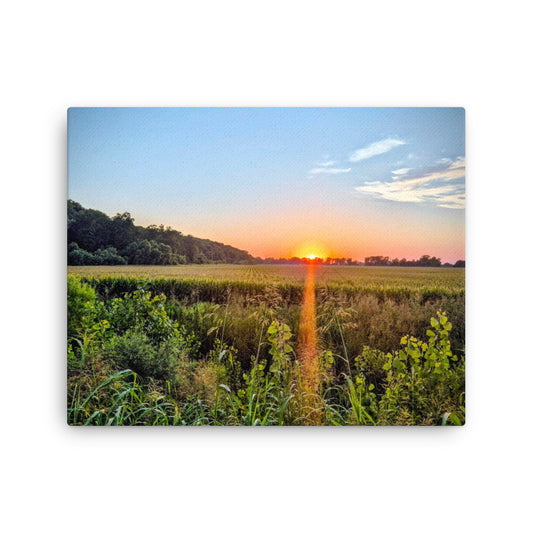 Sunset over a cornfield with trees and clear blue sky