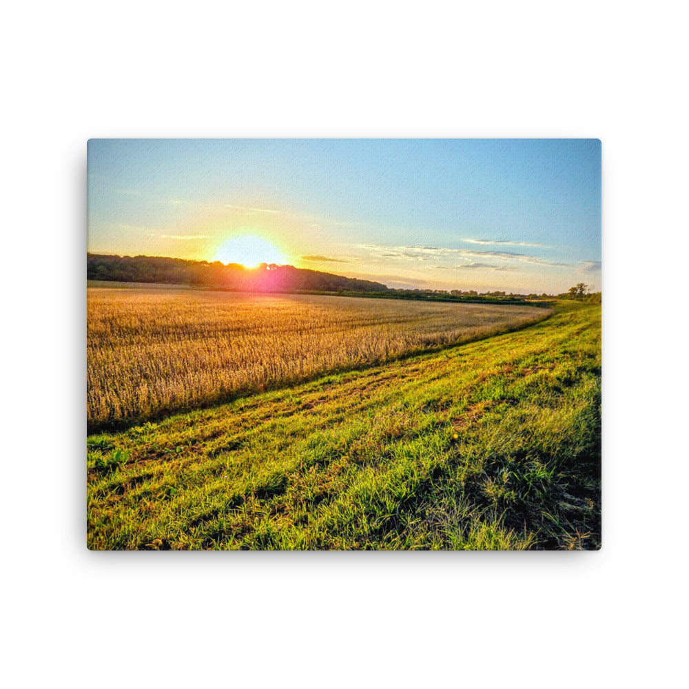 Sunset over a soybean field close to harvest