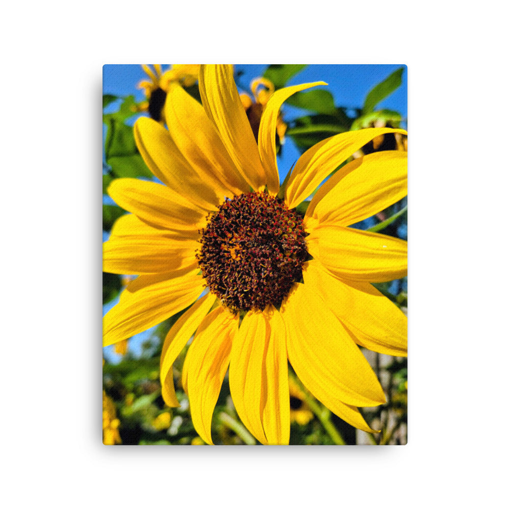 Vibrant Sunflower close up against blue sky