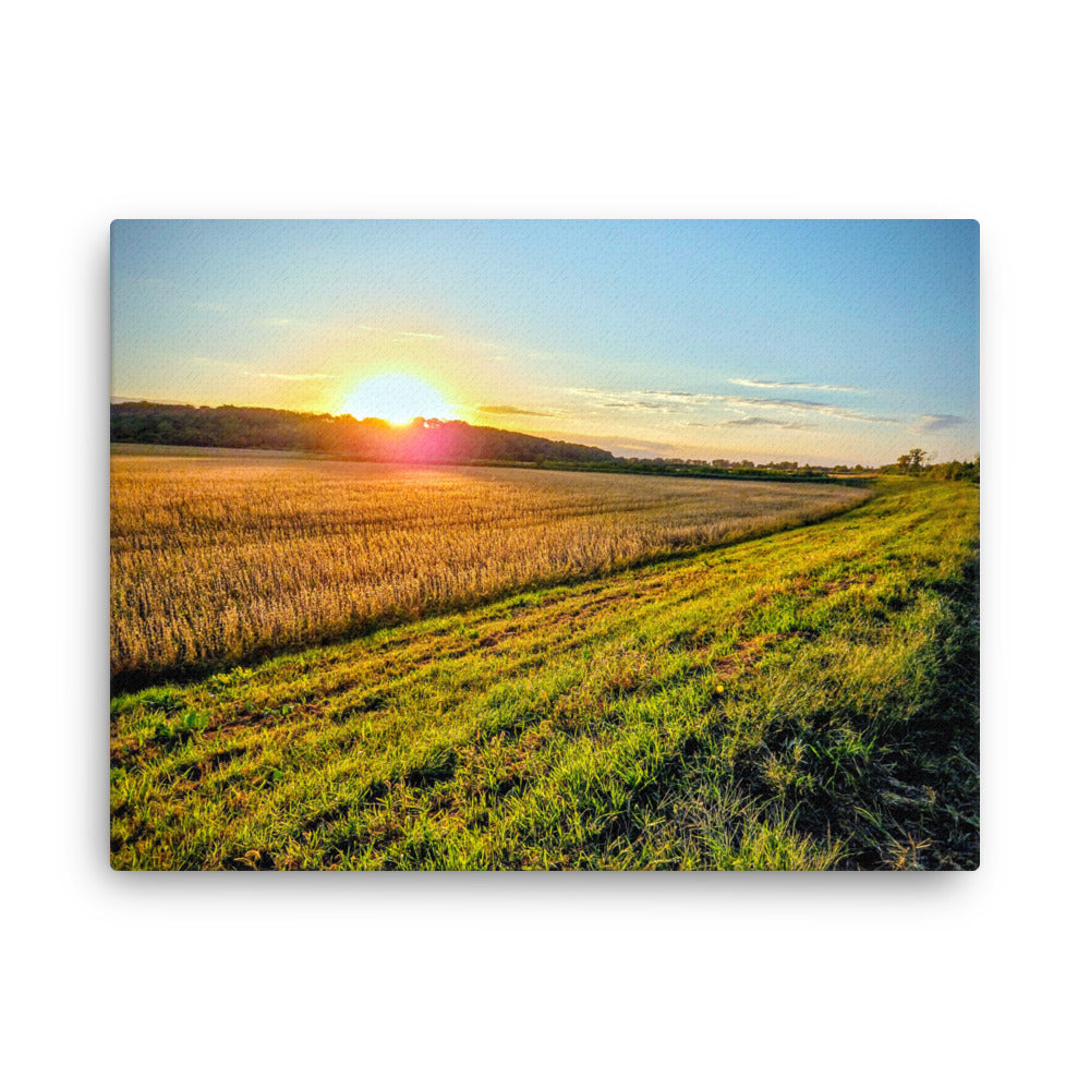Sunset over a soybean field close to harvest