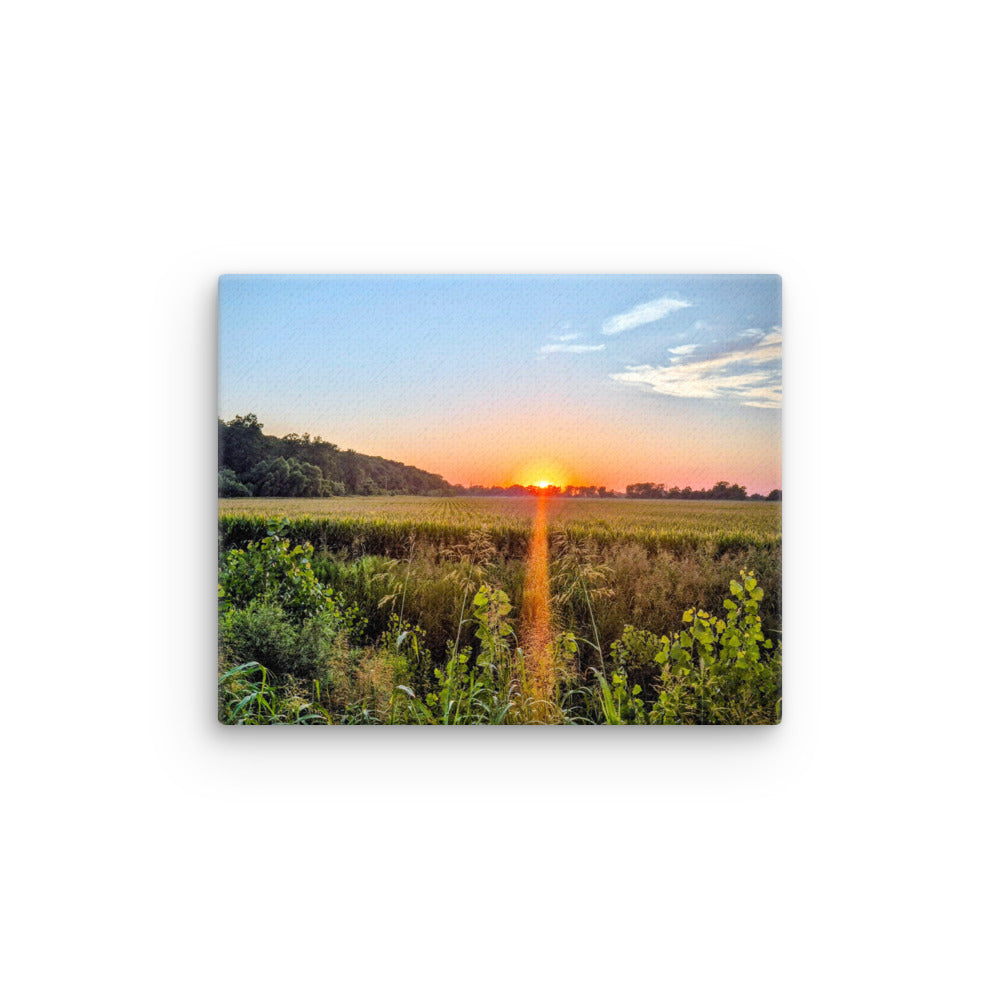 Sunset over a cornfield with trees and clear blue sky