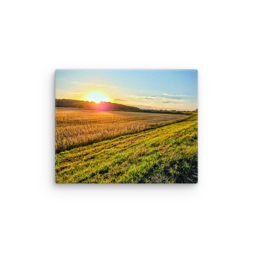 Sunset over a soybean field close to harvest