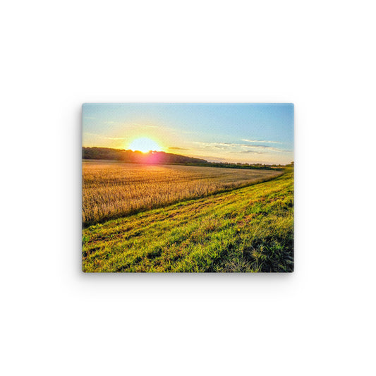 Sunset over a soybean field close to harvest