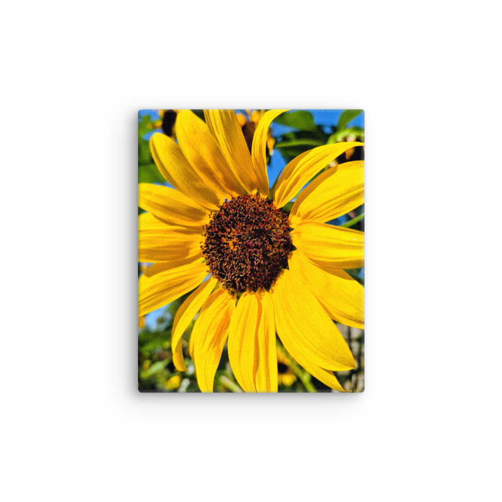 Vibrant Sunflower close up against blue sky